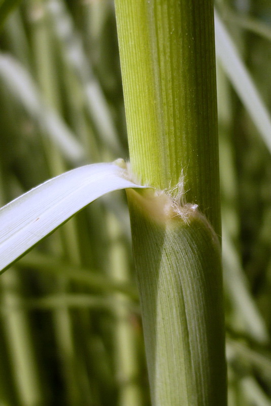 Изображение особи Cortaderia selloana.