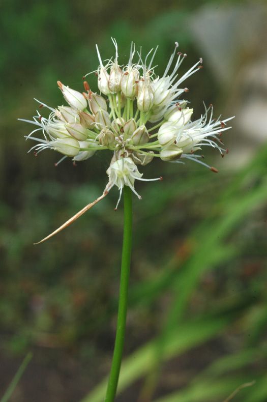 Изображение особи Allium dshungaricum.