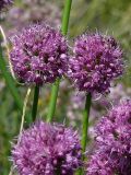 Смотреть изображение Allium montanostepposum
