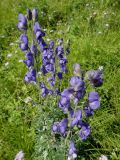 Aconitum baicalense. Соцветия. Иркутская обл., Иркутский р-н, окр. дер. Позднякова, заболоченный луг с редкими кустарниками. 07.08.2015.