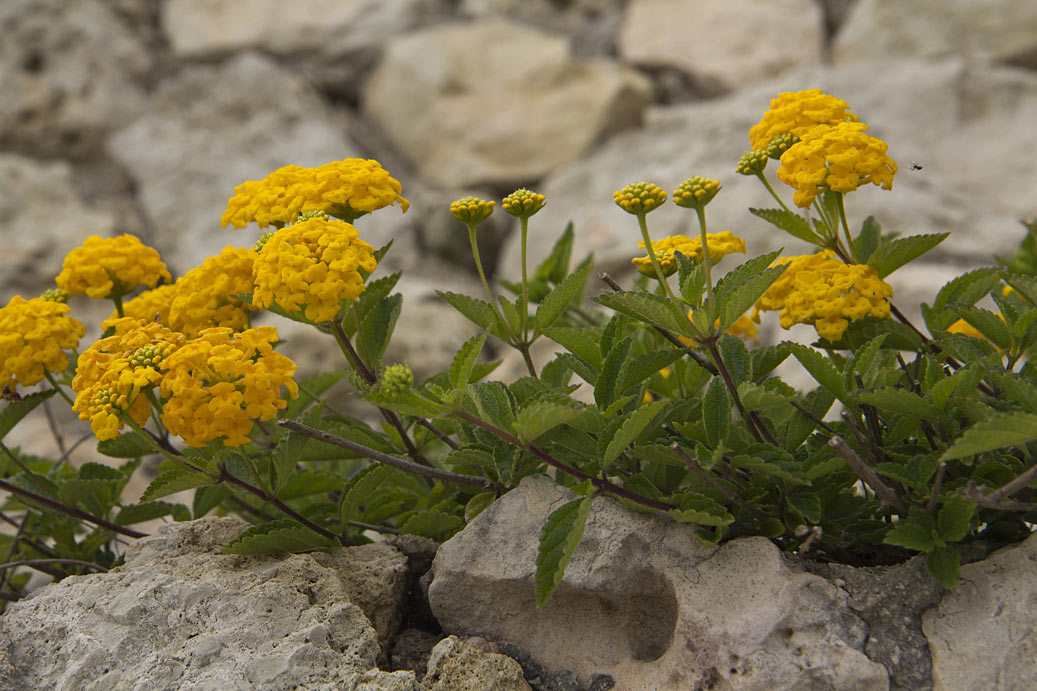 Изображение особи Lantana camara.