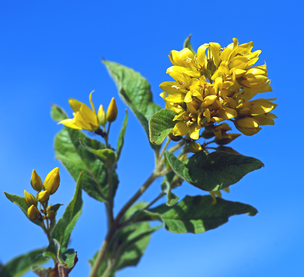 Image of Lysimachia vulgaris specimen.