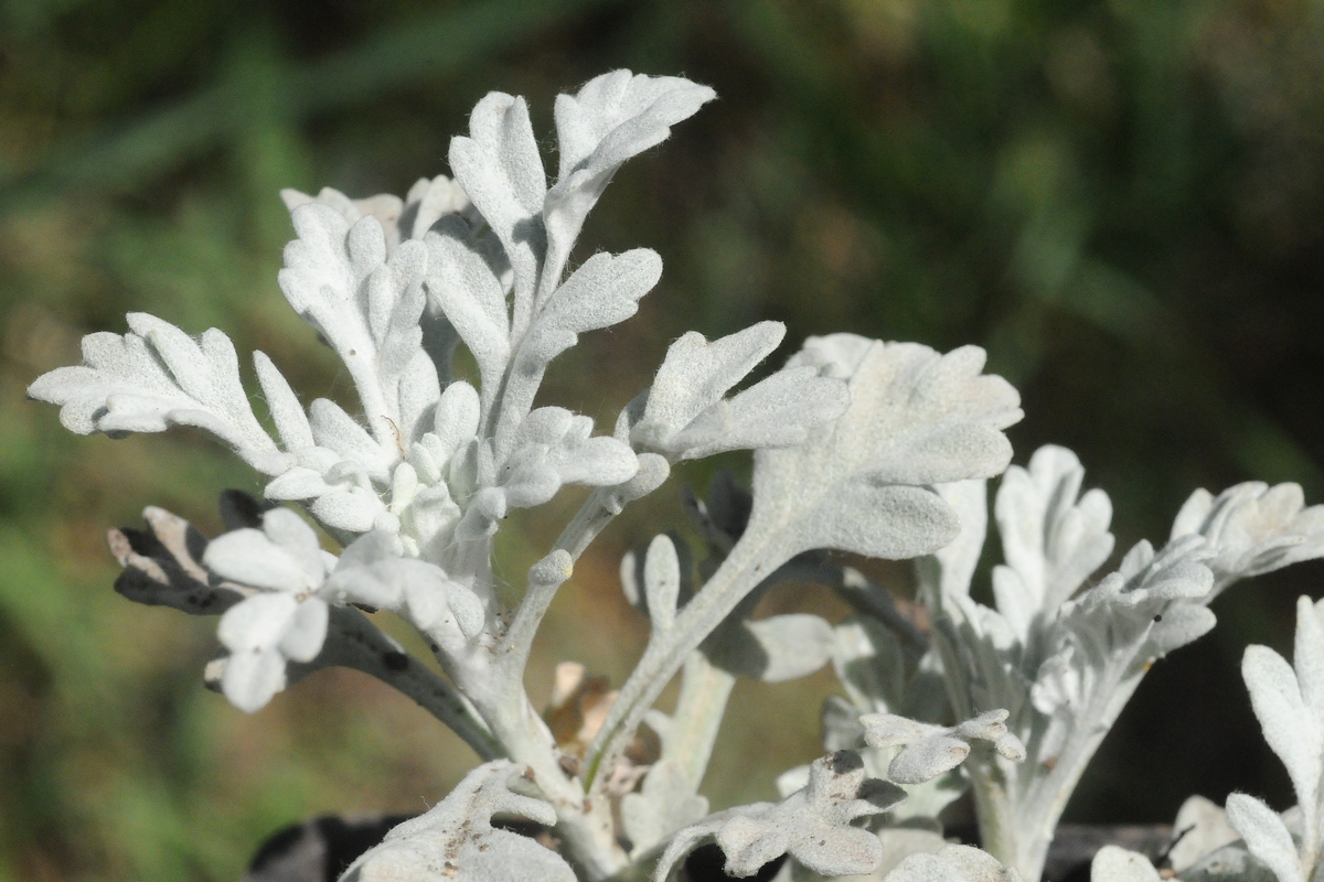 Image of Artemisia stelleriana specimen.