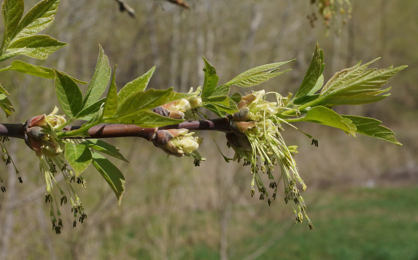 Image of Acer negundo specimen.