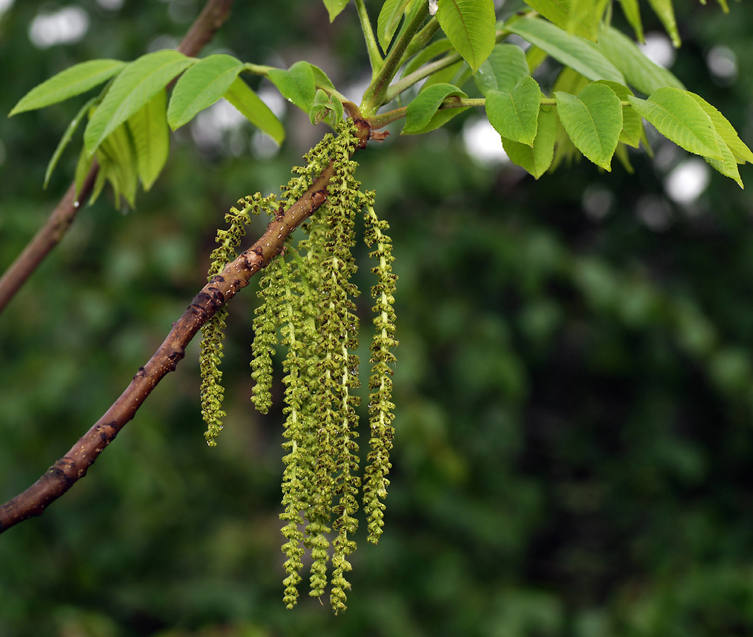 Изображение особи Juglans mandshurica.