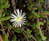 genus Drosanthemum. Цветок и побеги. Франция, Прованс, Сен-Тропе, каменистый склон у берега моря. 24.07.2014.