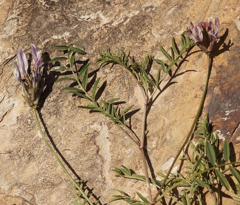 Изображение особи род Astragalus.