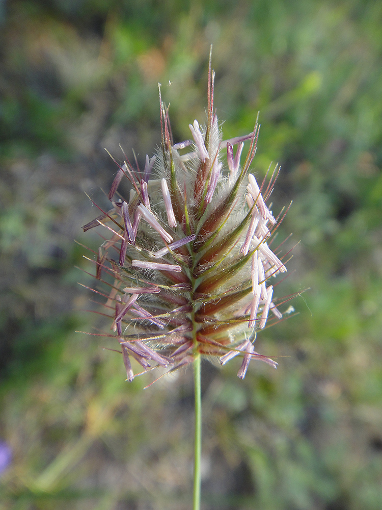 Image of Agropyron distichum specimen.