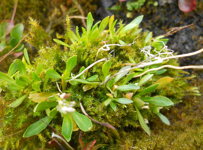 Image of Draba ochroleuca specimen.