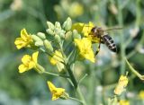 Brassica napus. Раскрывающееся соцветие с подлетевшей пчелой медоносной (Apis mellifera L.). Восточный Казахстан, Уланский р-н, с. Украинка, дачный участок, в культуре. 27.06.2012.