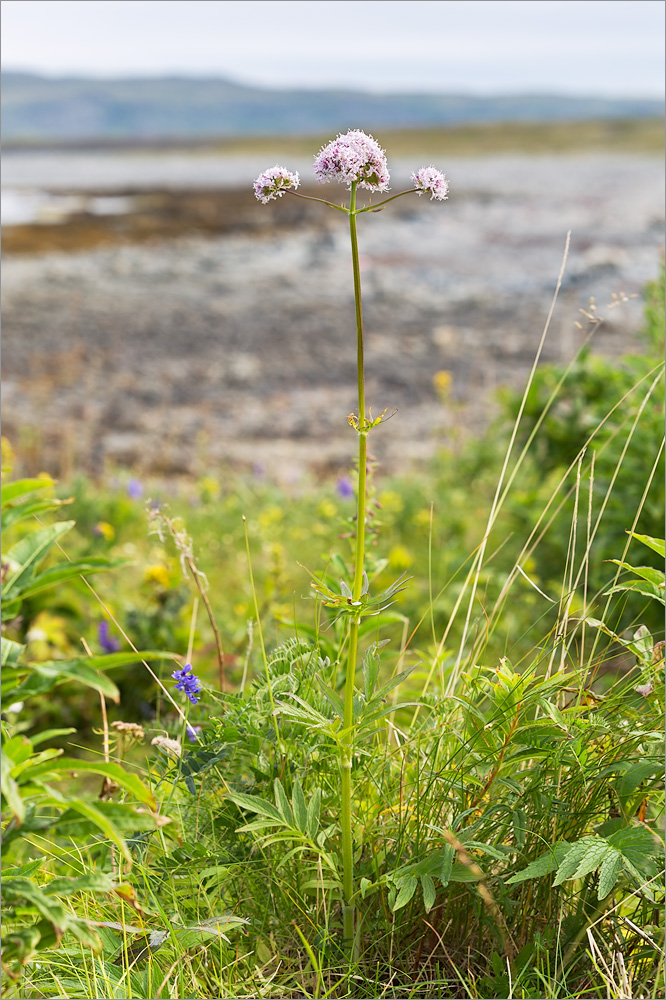 Изображение особи Valeriana sambucifolia.