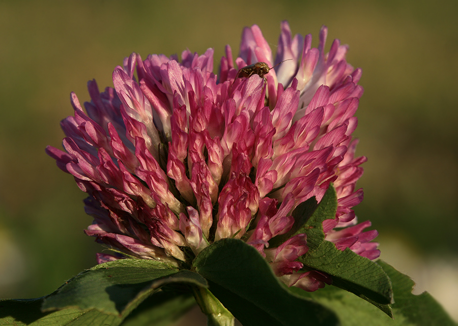 Image of Trifolium pratense specimen.