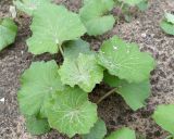 Tussilago farfara