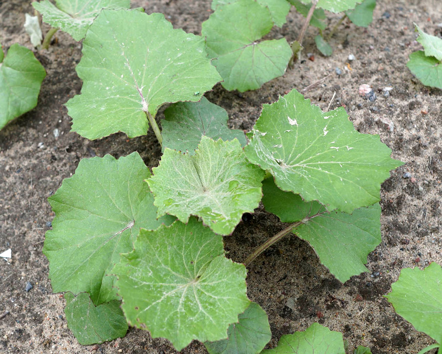 Image of Tussilago farfara specimen.