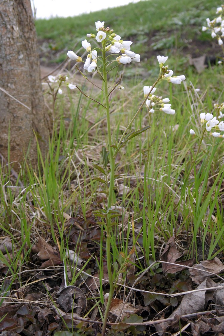 Изображение особи Cardamine tenera.