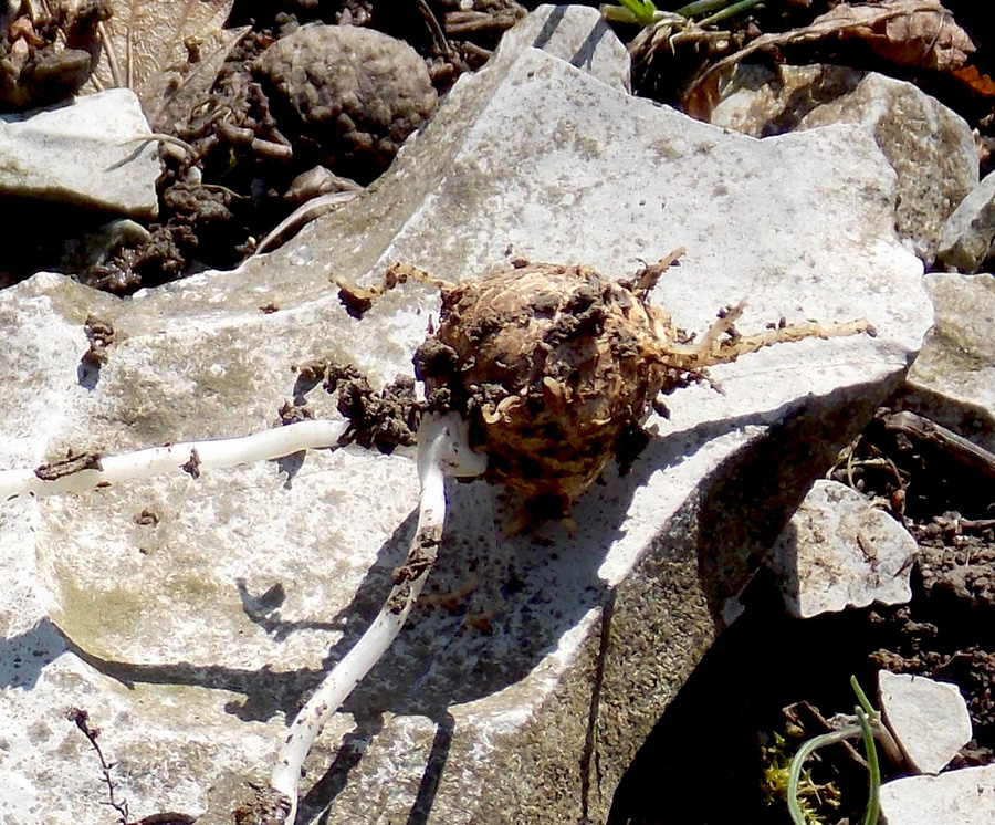 Image of Smyrnium perfoliatum specimen.