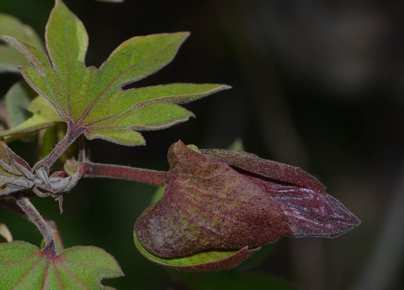 Image of genus Gossypium specimen.