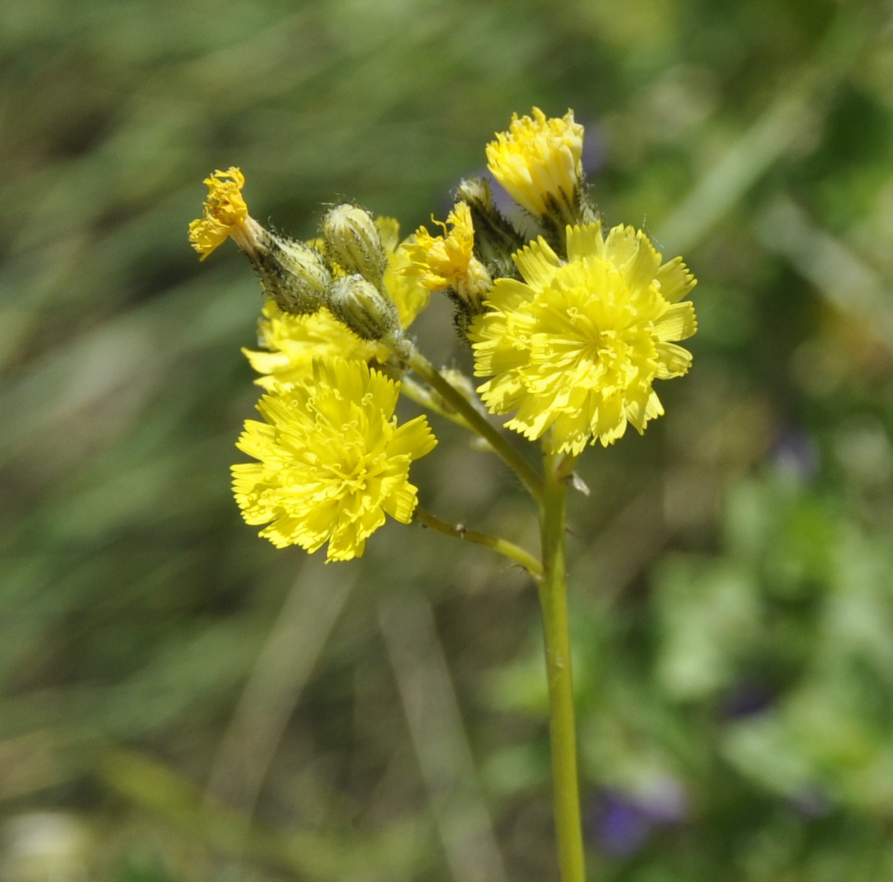 Image of genus Pilosella specimen.