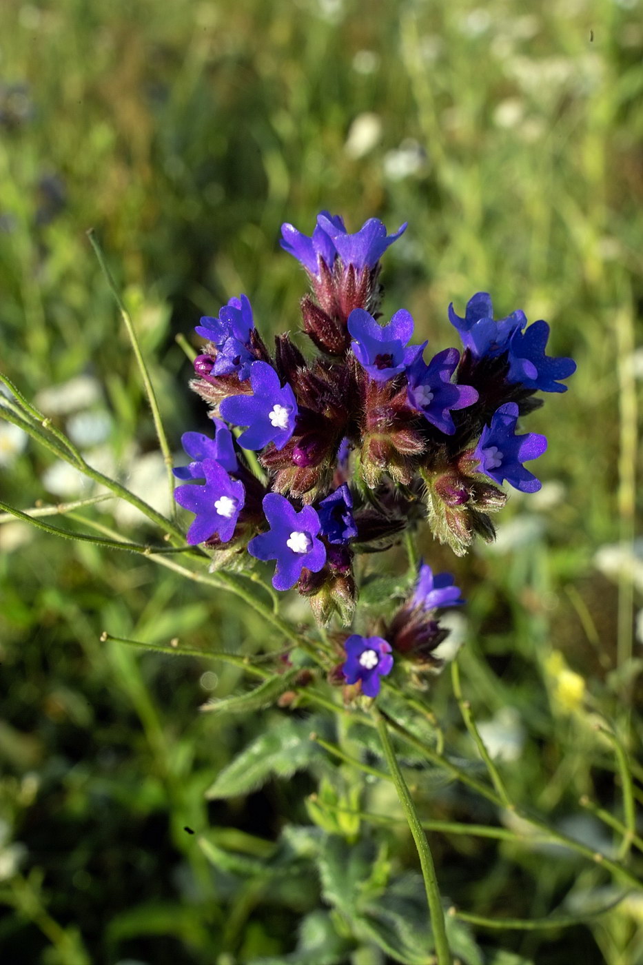 Image of Anchusa officinalis specimen.