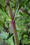 Verbena officinalis. Часть стебля с основаниями листьев. Республика Адыгея, г. Майкоп, восточная окраина города, луг, у грунтовой дороги. 11.06.2016.