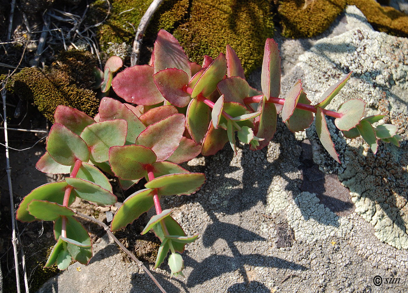 Image of Hylotelephium stepposum specimen.