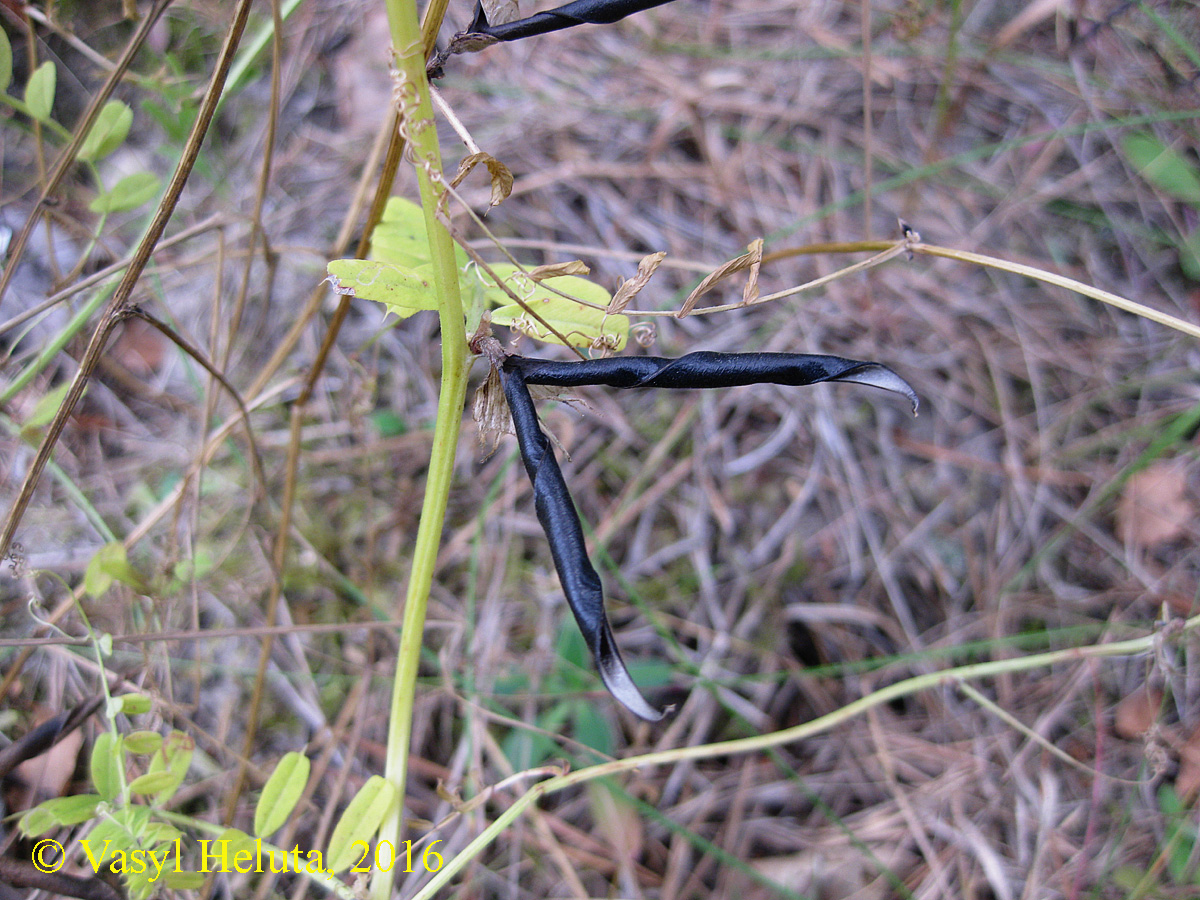 Image of Vicia grandiflora specimen.