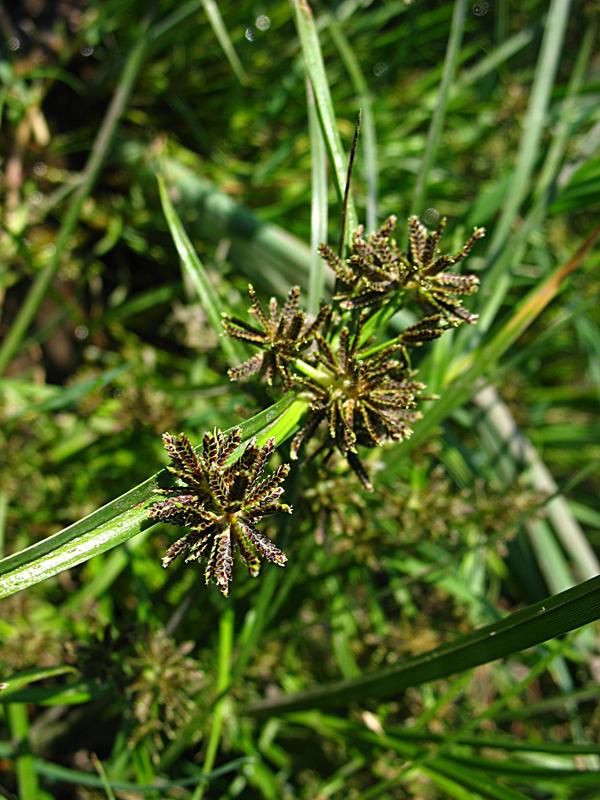 Изображение особи Cyperus fuscus.