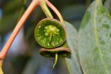 Eucalyptus woodwardii. Завязавшиеся плоды. Израиль, Шарон, пос. Кфар Монаш, ботанический сад \"Хават Ганой\". 24.02.2016.