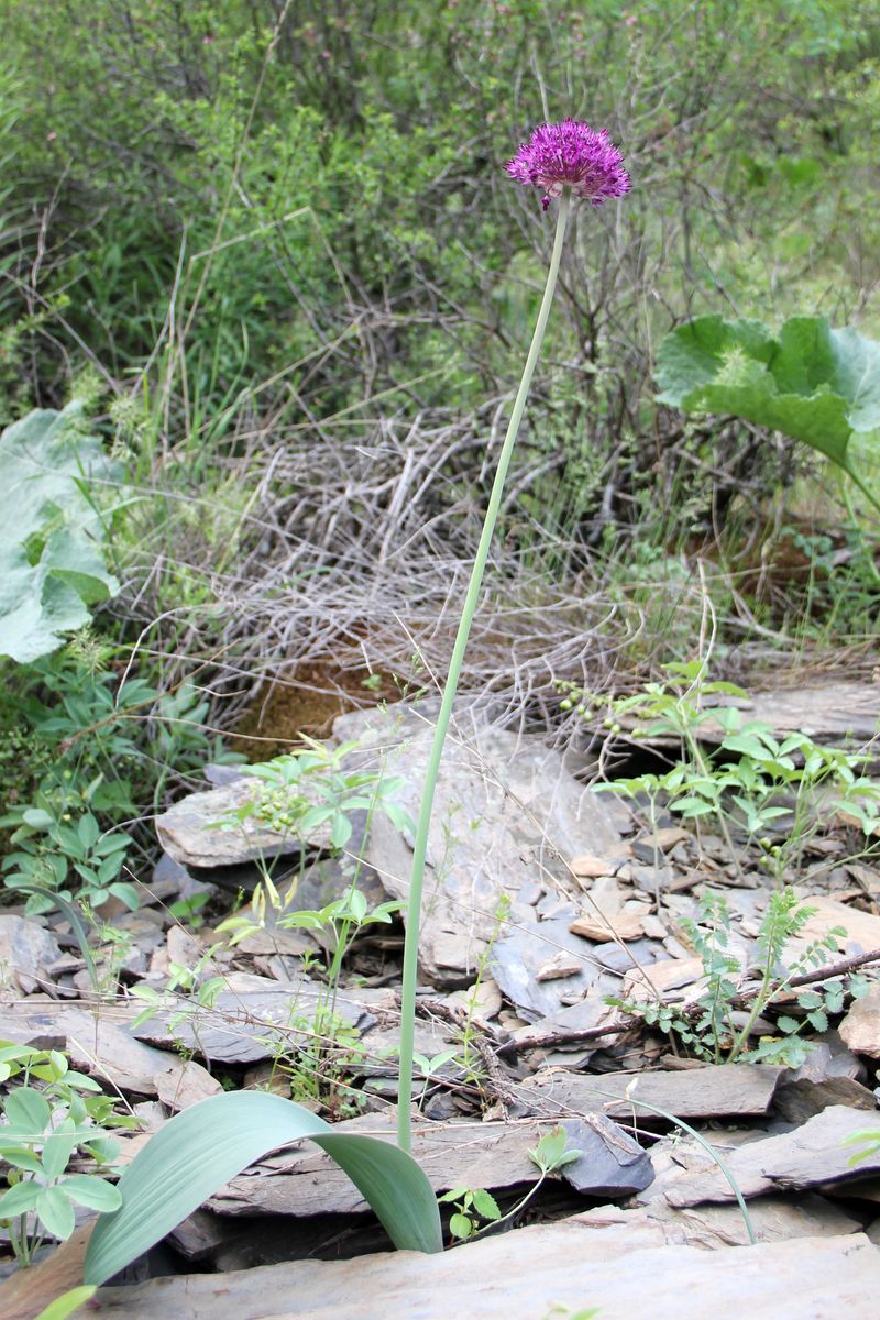 Image of Allium komarowii specimen.