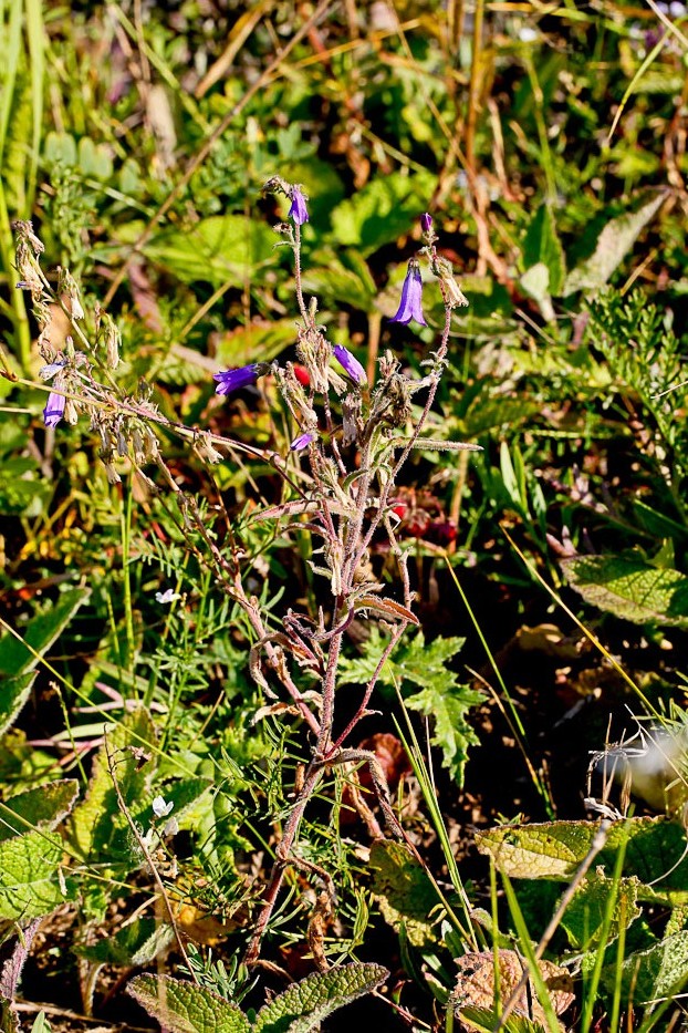 Изображение особи Campanula sibirica.