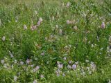 Spiraea salicifolia