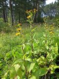 Inula helenium