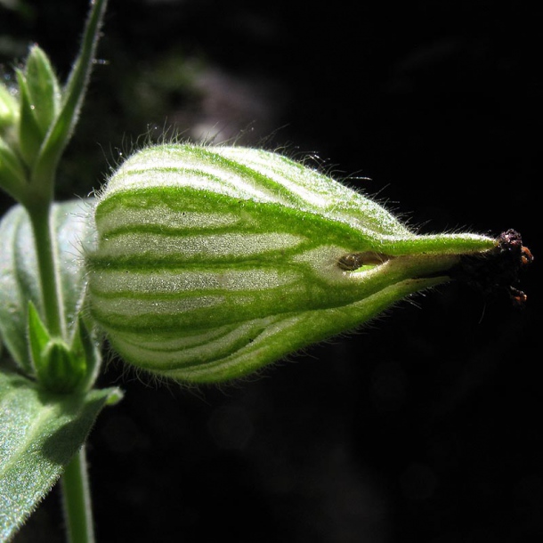 Image of Melandrium album specimen.