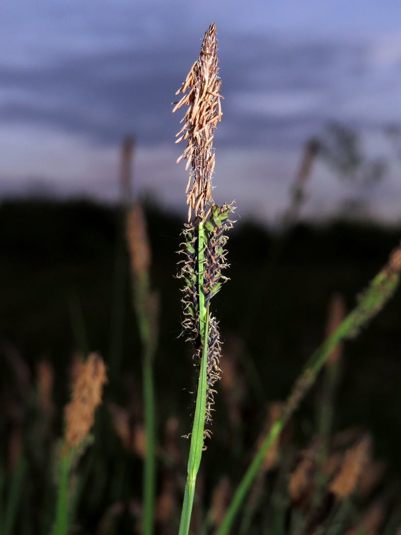 Image of Carex cespitosa specimen.