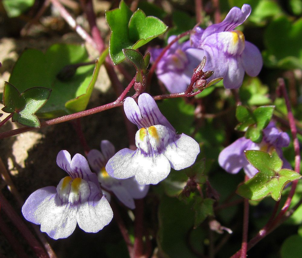 Image of Cymbalaria muralis specimen.