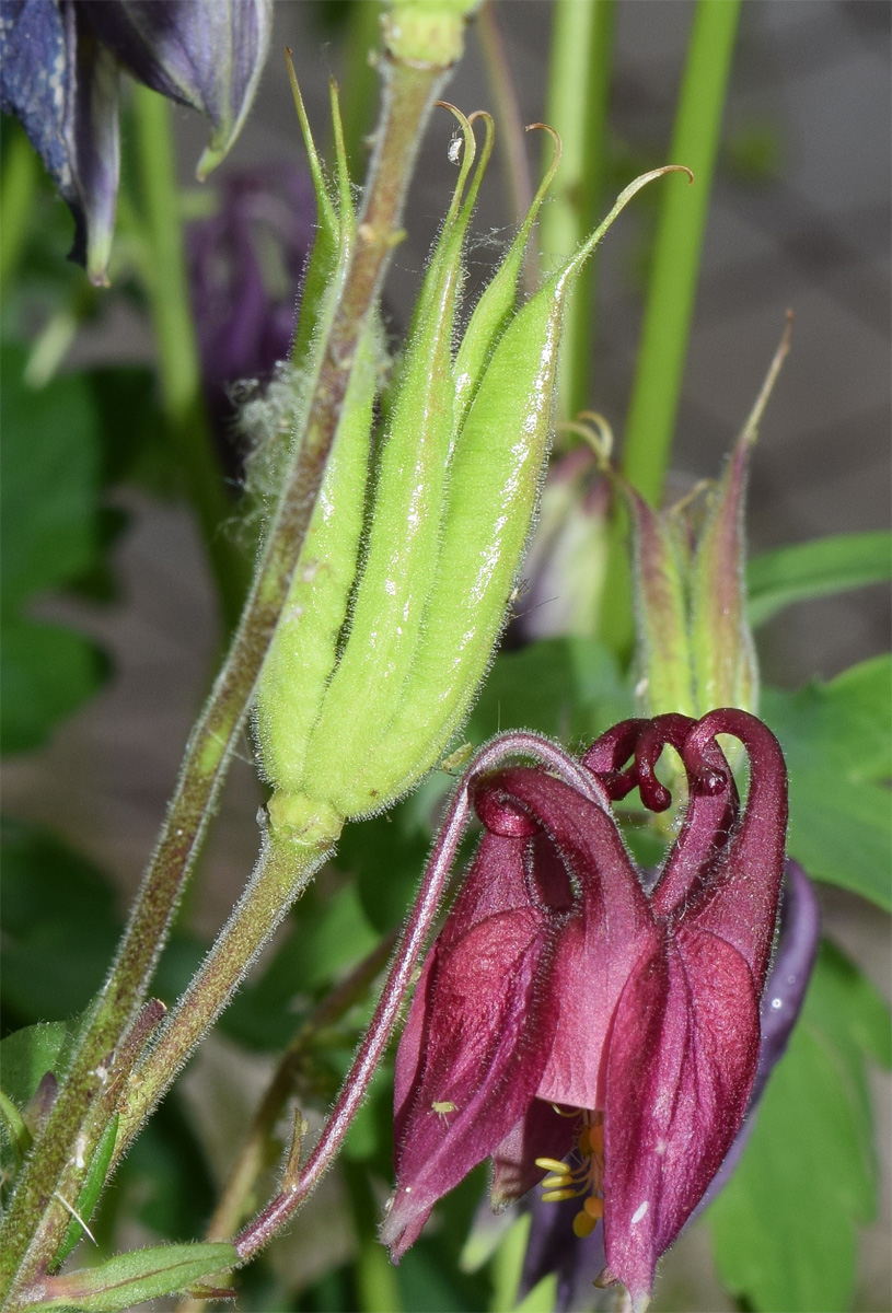 Изображение особи Aquilegia vulgaris.