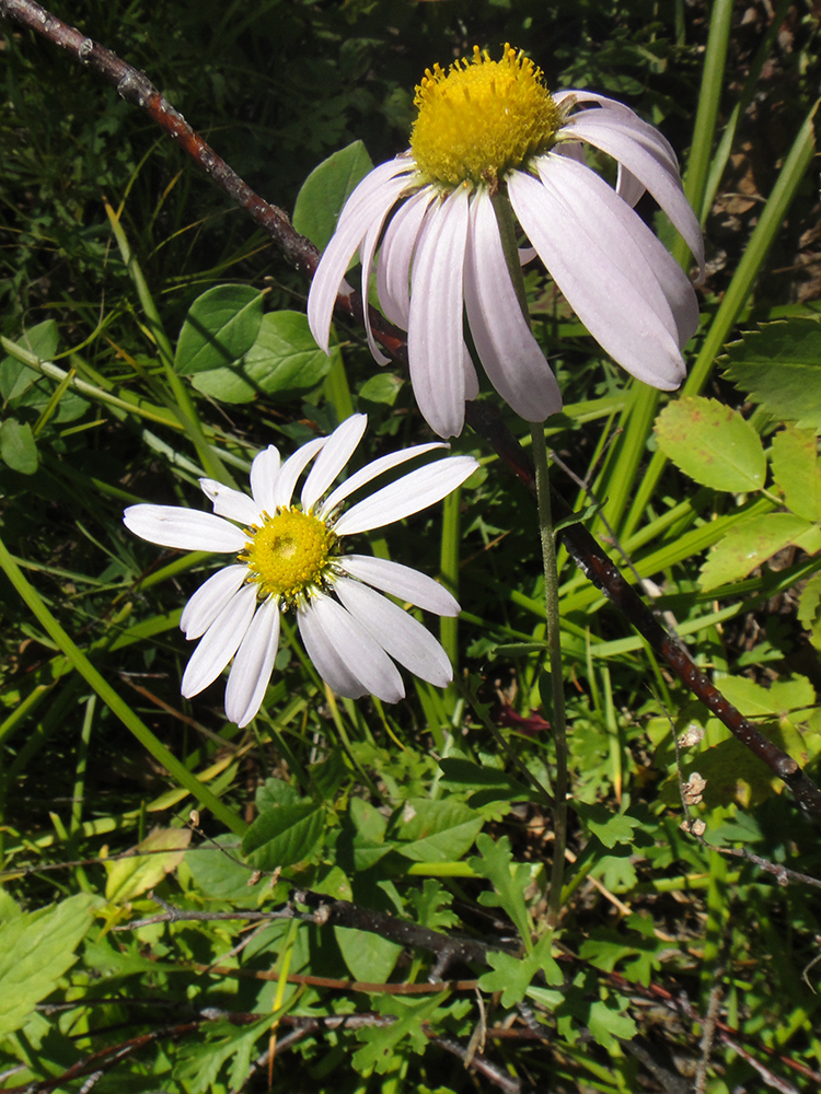 Image of Chrysanthemum zawadskii specimen.