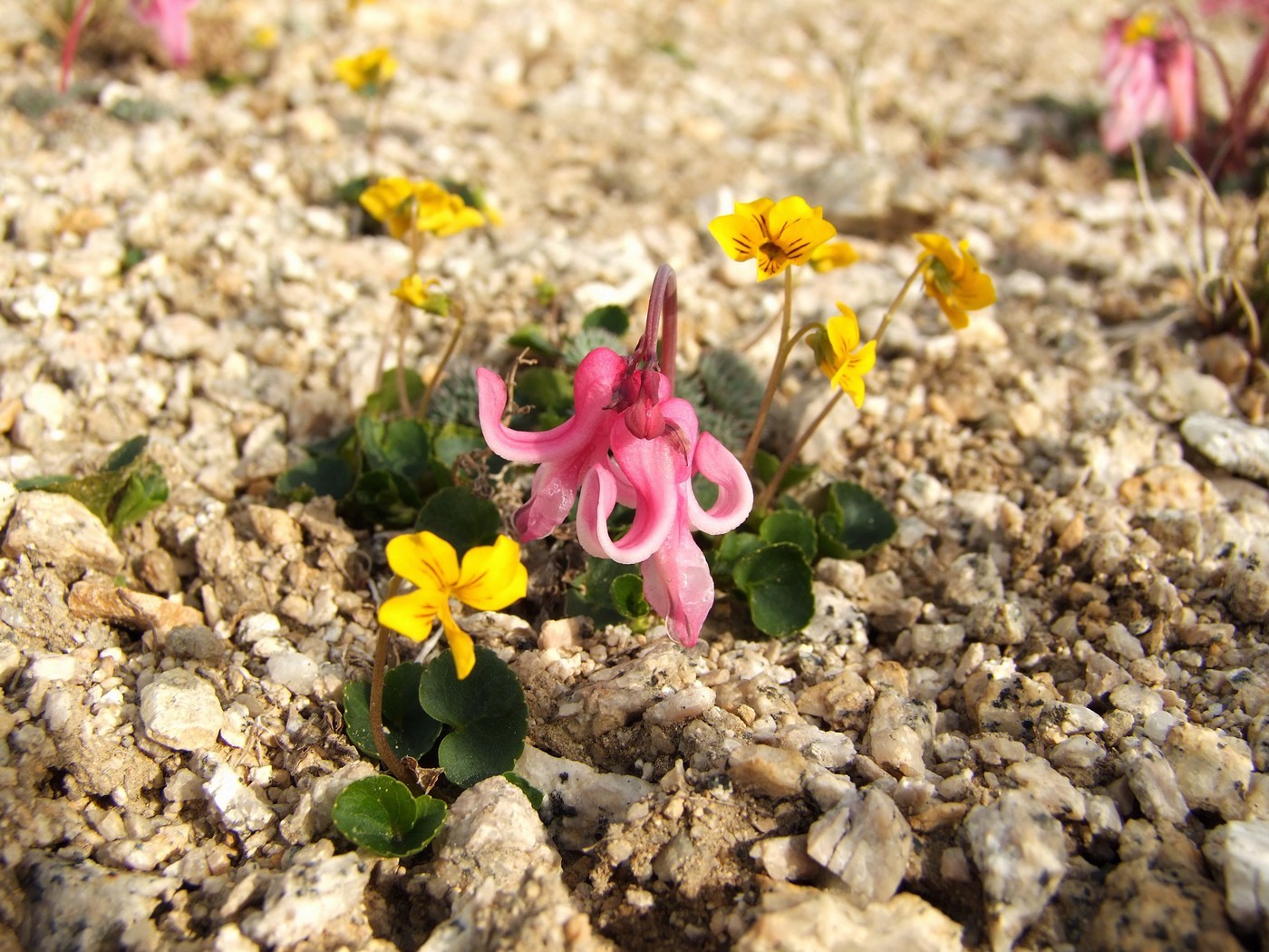 Image of Dicentra peregrina specimen.