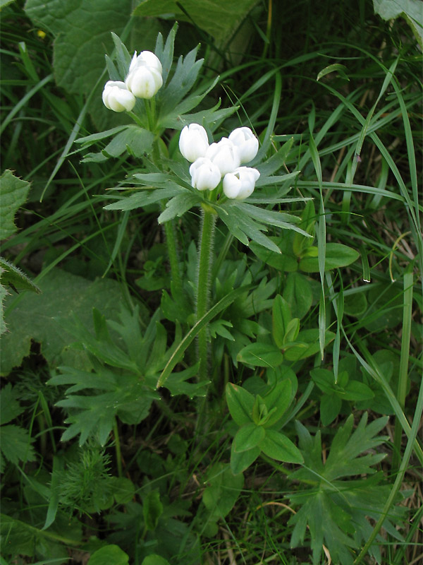 Изображение особи Anemonastrum narcissiflorum.