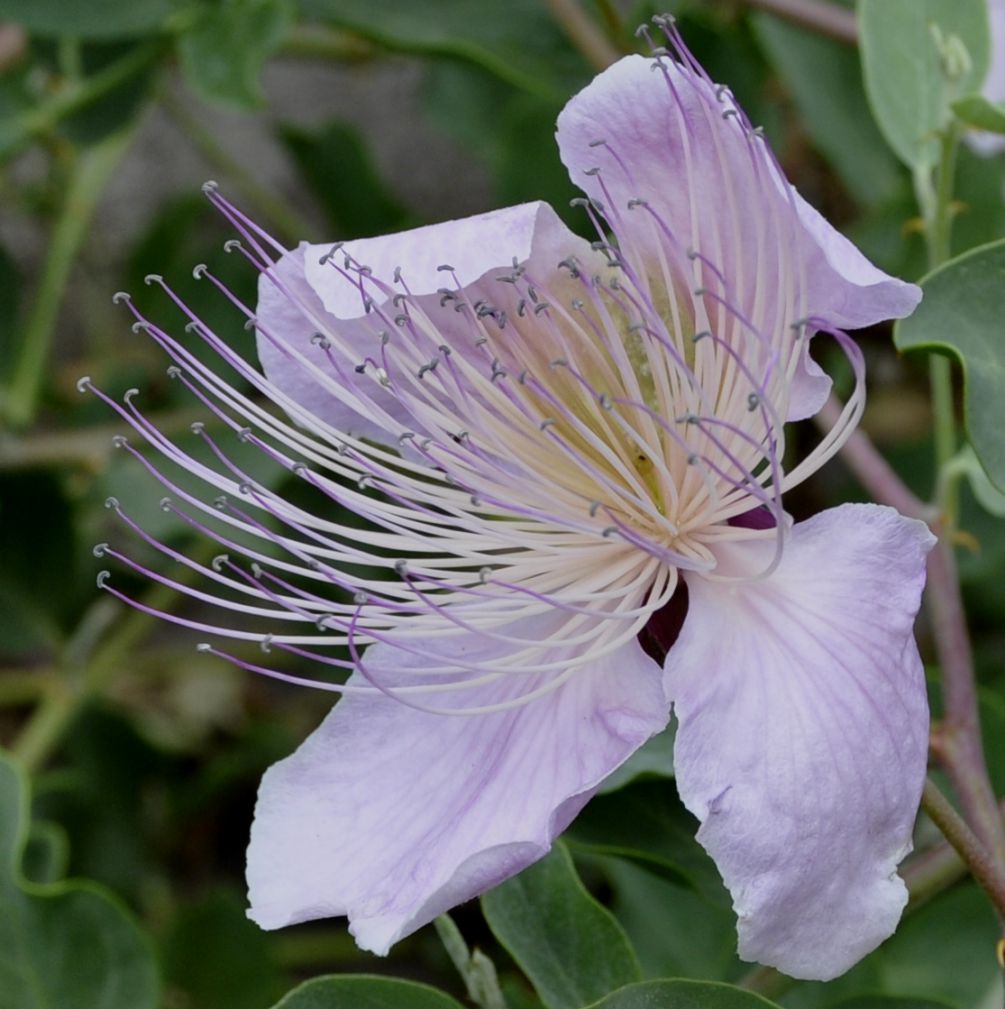 Image of Capparis sicula specimen.