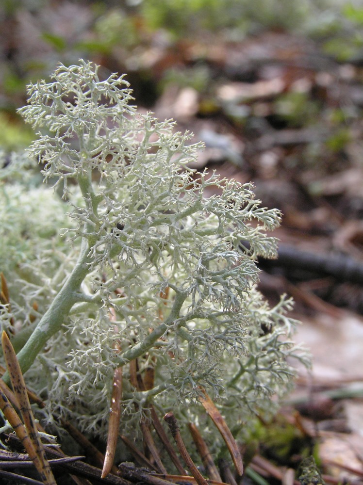 Image of Cladonia arbuscula specimen.