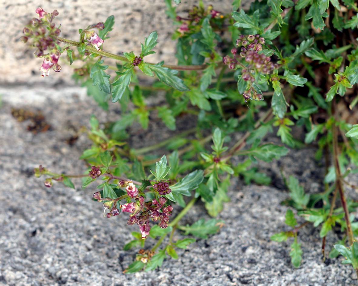 Image of Scrophularia rostrata specimen.