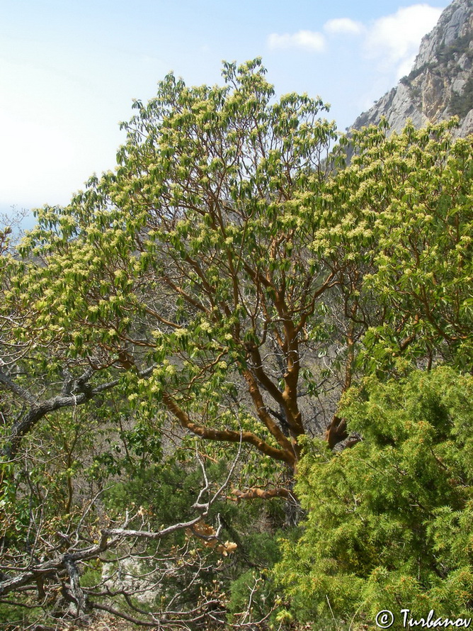 Image of Arbutus andrachne specimen.