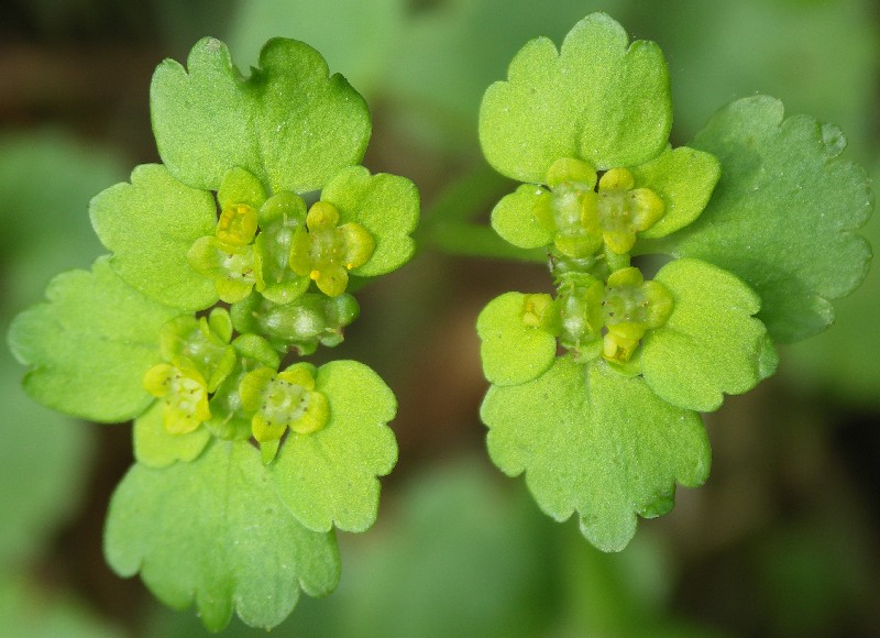 Изображение особи Chrysosplenium alternifolium.