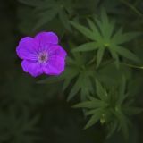 Geranium sanguineum. Цветок. Пермский край, г. Пермь, Кировский р-н, газон возле жилого дома. 21.07.2017.