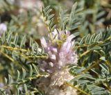 Astragalus thracicus