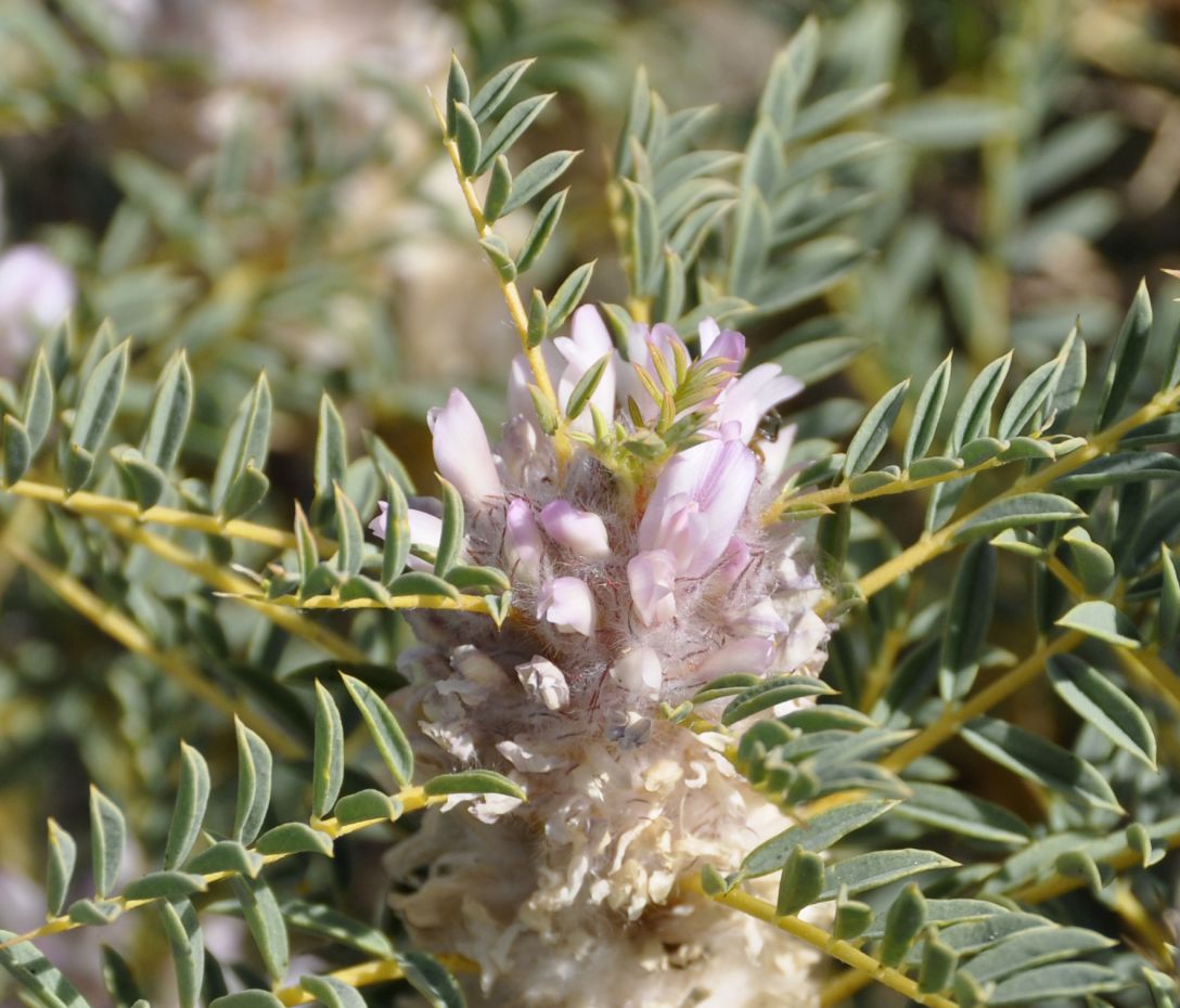 Изображение особи Astragalus thracicus.