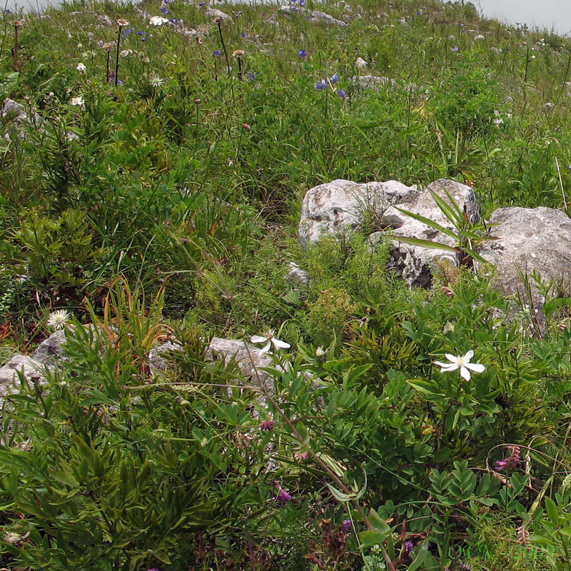 Image of Clematis hexapetala specimen.