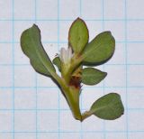 Trianthema portulacastrum. Веточка с цветком и плодом. Израиль, Шарон, пос. Кфар Монаш, ботанический сад \"Хават Ганой\", сорное. 07.08.2017.