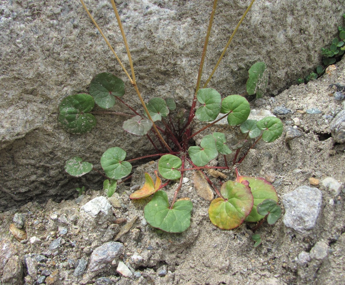 Image of Oxyria digyna specimen.